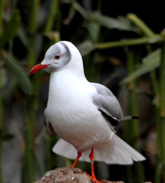 GAVIOTA CABECIGRIS-LARUS CIRROCEPHALUS-GREG HEADED GULL