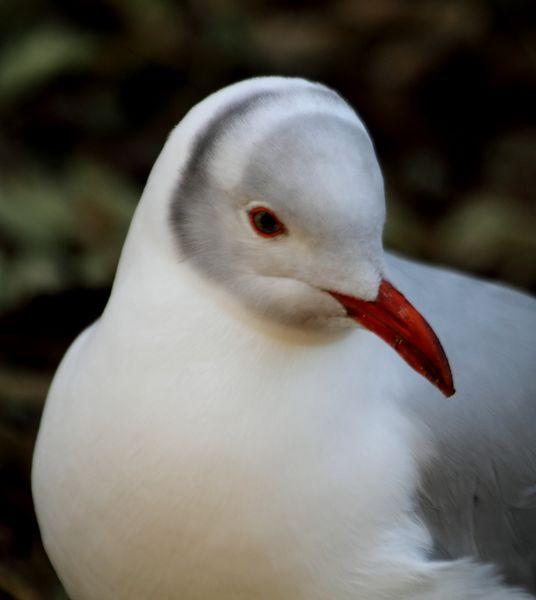 GAVIOTA CABECIGRIS-LARUS CIRROCEPHALUS-GREG HEADED GULL