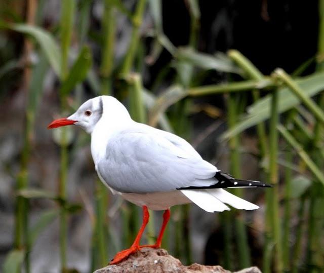 GAVIOTA CABECIGRIS-LARUS CIRROCEPHALUS-GREG HEADED GULL