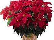 colores navidad para decorar jardín