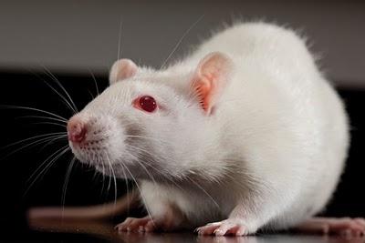 Los 10 avances científicos más destacados del 2010 según 