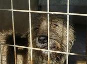 Precioso perro pastor será sacrificado pronto perrera