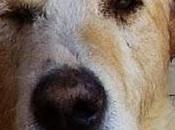 Bobi, abuelito tenido desgracias vida merece vejez digna-avila