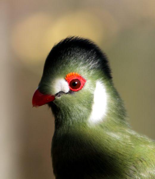 TURACO DE MEJILLAS BLANCAS-TURACO LEUCOTIS