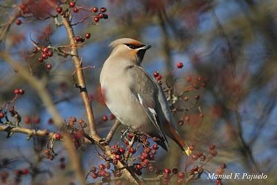 Un ampelis en Asturies Un ampelis en Asturies