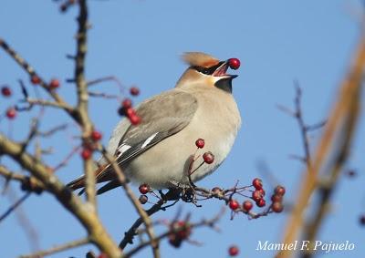 Un ampelis en Asturies Un ampelis en Asturies