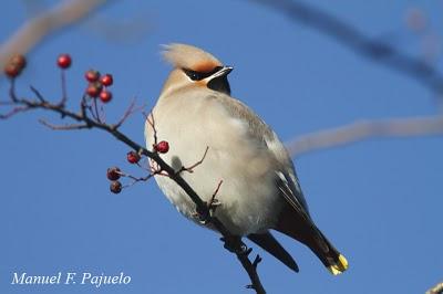 Un ampelis en Asturies