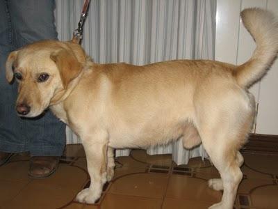 PACO, ESPERABA A SU DUEÑO EN LA GASOLINERA DONDE LO ABANDONÓ.