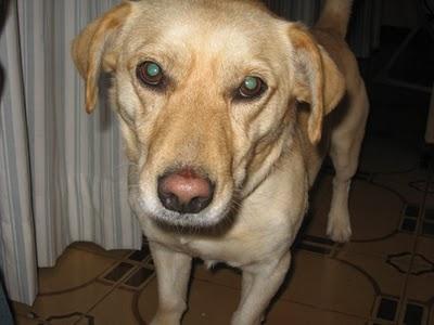 PACO, ESPERABA A SU DUEÑO EN LA GASOLINERA DONDE LO ABANDONÓ.