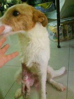 Novedades de Estrella