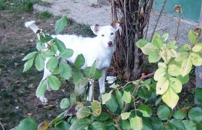 Está en la calle!!! necesita ser acogido urgentemente. GRANADA