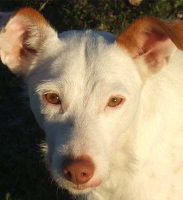 Está en la calle!!! necesita ser acogido urgentemente. GRANADA
