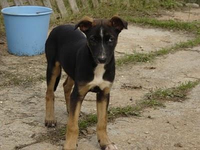 URGENTE. AMENAZAN CON LLAMAR A LA PERRERA, (HUELVA)