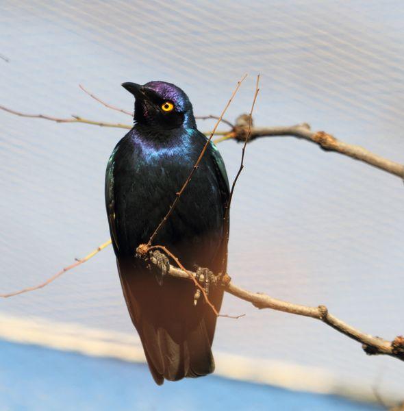 ESTORNINO ESMERALDA O PÚRPURA BRILLANTE-PURPUREUS LAMPROTOMIS