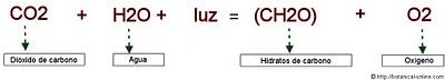 EL PROCESO DE LA FOTOSINTESIS