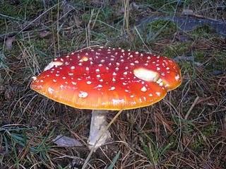 Alrededor de 200 especies de setas recogidas en las XIII Jornadas Micologicas de Saceruela