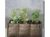 Bolsas para plantas, Bacsac