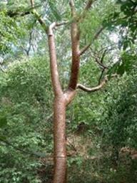 Jinocuabe combate la gastritis,ulceras y quemaduras