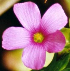 Macachin excelente contra el escorbuto y para parasitos