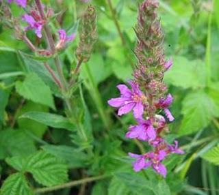 Salicaria excelente antidiarreico,heridas