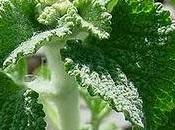 Marrubio expectorante,elimina tos,flemas,calma mestruacion