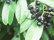 Laurel planta antiseptica,baja temperatura ,bronquitis