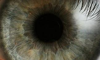 Celulas madre del ojo tendrian potencial para tratar afecciones de la vista
