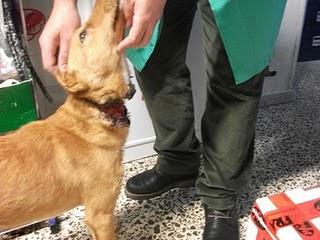 AMIGO,PODENCO AL QUE HAN INTENTADO AHORCAR DOS VECES, HAN ROTO EL RABO Y HA BURLADO A LA MUERTE.SOS!