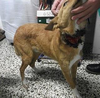 AMIGO,PODENCO AL QUE HAN INTENTADO AHORCAR DOS VECES, HAN ROTO EL RABO Y HA BURLADO A LA MUERTE.SOS!