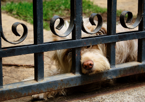 Perro aburrido atrás de una reja