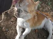 destino abandonado protectora, estar cerrada....LO AHORCARON!!!