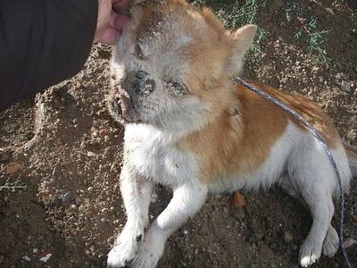 Su destino era ser abandonado en una protectora, al estar cerrada....LO AHORCARON!!!