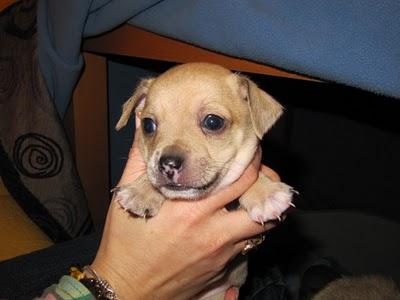 MINI CACHORRITOS EN ADOPCIÓN (MURCIA)