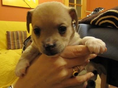 MINI CACHORRITOS EN ADOPCIÓN (MURCIA)