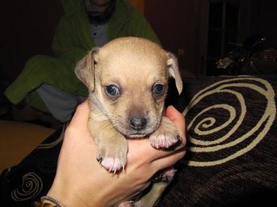 MINI CACHORRITOS EN ADOPCIÓN (MURCIA)