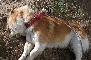 TERRIBLE: PERRIN AHORCADO EN BAEZA, JAEN, SE BUSCA A SU DUEÑA QUE INTENTO DEJARLE EN LA PROTE Y COMO NO LO CONSIGUIO MIRAD LOS RESULTADOS