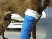 Sólo meses, sabe tanto dolor (Sevilla)