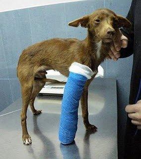 Sólo 5 meses, y ya sabe tanto del dolor (Sevilla)