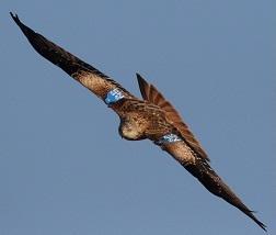 El Milano real - Red Kite (Milvus milvus)