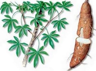 Yuca elimina diarrea,rosaduras de piel y deshidratacion