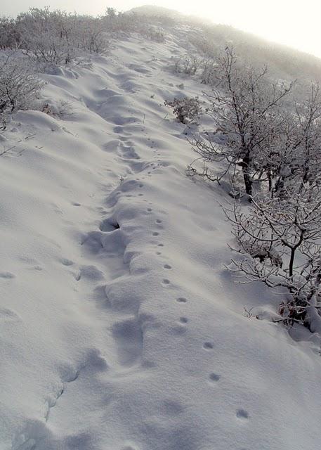 Serra de Ancares: Tres Bispos