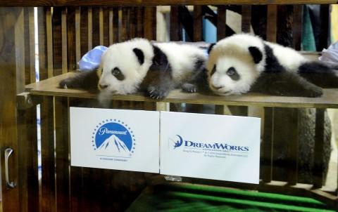 Imágenes del bautizo de Po, uno de los nuevos Panda de Madrid