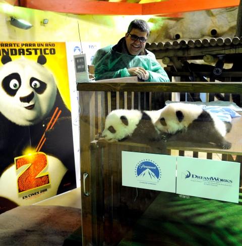 Imágenes del bautizo de Po, uno de los nuevos Panda de Madrid