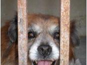 Otto fallecio dueño quedo solito vida. GRANADA