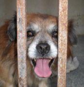 Otto fallecio su dueño y se quedo solito en la vida. GRANADA