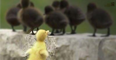 Depredadores sociables