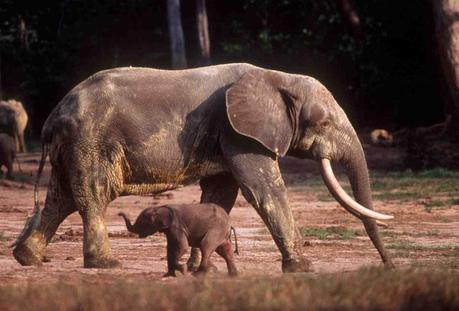 África no tiene una, sino dos especies de elefantes