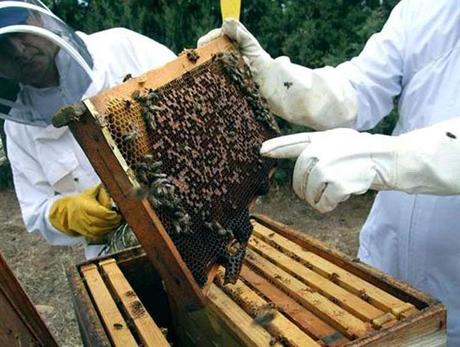 Varroa, el parásito se inmuniza a los plaguicidas -  Varroa parasite to pesticides is immunized.