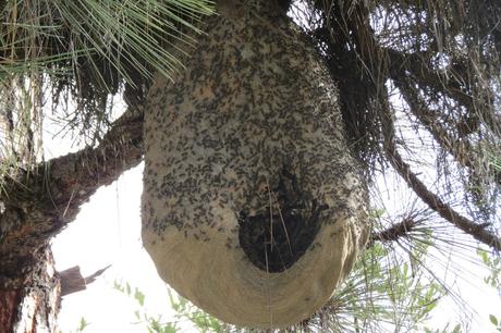 Varroa, el parásito se inmuniza a los plaguicidas -  Varroa parasite to pesticides is immunized.
