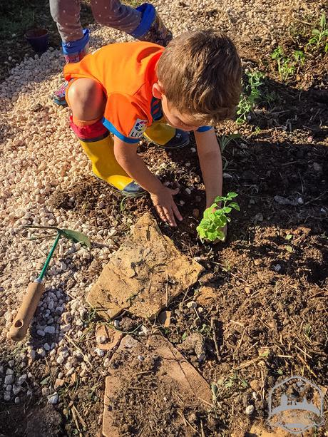 Huerto de CEIP Rosa dels Vents (Mallorca)